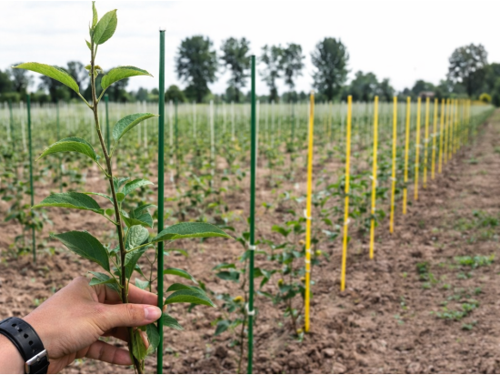 Zielone tyczki, paliki szkółkarskie z włókna szklanego, paczka 100 sztuk