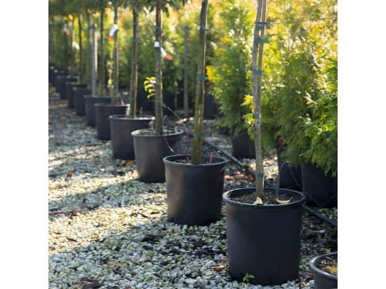 Doniczki do choinek 12L 26cm - paleta 1000sztuk doniczek