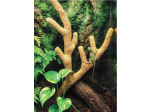 Gałąź z Włókna kokosowego 80cm Kokosowa Duża   Ozdoba do Terrarium